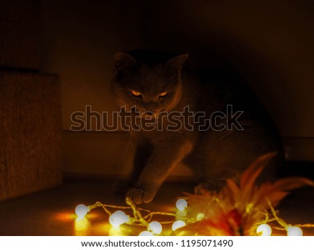 Silhouette Portrait full body shot of Beautiful male 9 months blue gray British shorthair cat with yellow green eyes is sitting next to cat box and looking straight ahead to warm lights.