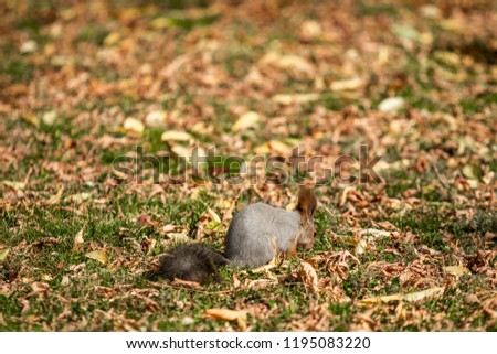 squirrel in the autumn forest on the grass