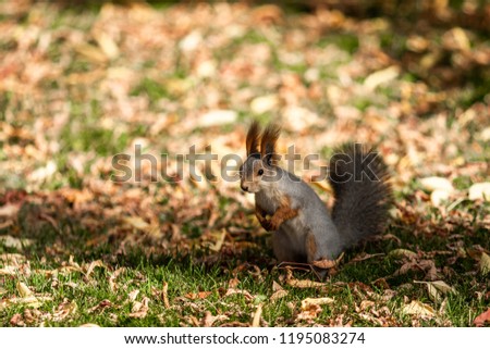 squirrel in the autumn forest on the grass