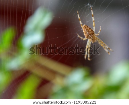 European garden spider (Araneus diadematus) at the center of a perfect web.