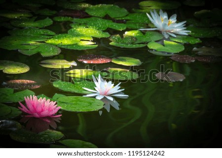 Three water lilies  in a pond with green leaves. One white nymphaea with drops of water on the petals is reflected in the water. The other are in a soft focus as a background. Place for your text.