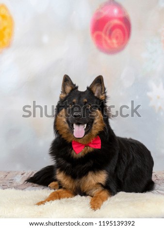 Christmas dog concept image. Cute dog with a bow and decorative xmas background.