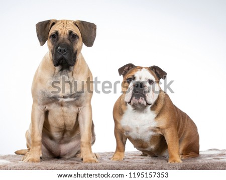 Two dogs in a studio like best friends. Bulldog and Dogo Canario puppy. Funny dog picture.