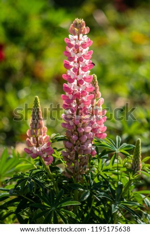 Lupinus flowers are bright with green foliage nature