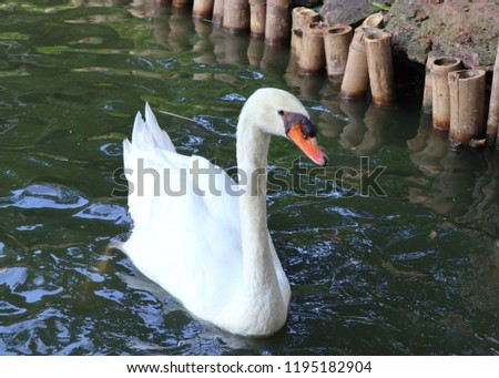 White swan in lake
