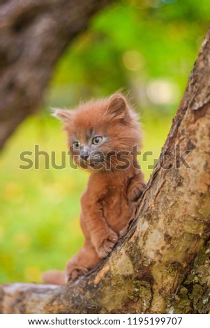 Little kitten sitting on a tree. The kitten is walking. Pet. Fluffy smoky cat with a haircut. Groommer haircut cat.