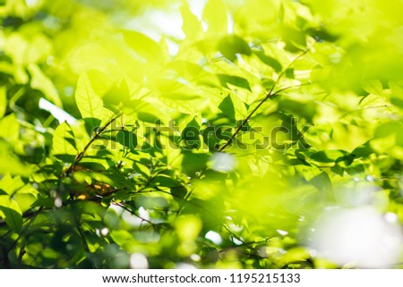 Abstract nature Green leaf background and beautiful wallpaper.