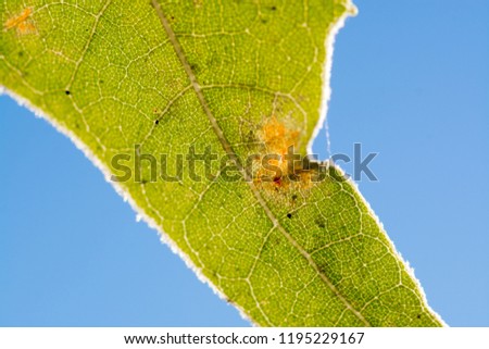 Leaf in a extreme close up picture