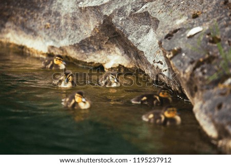 Six ducklings on the water, along the stone