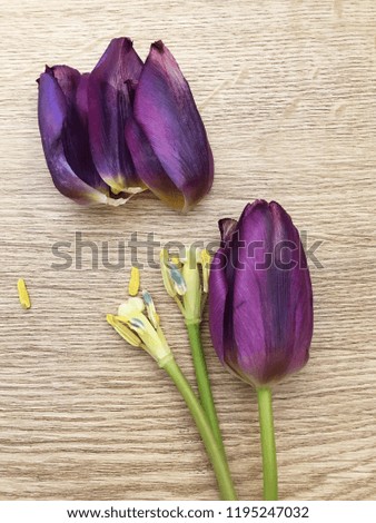 Wilted Purpl tulip flowers a natural background
