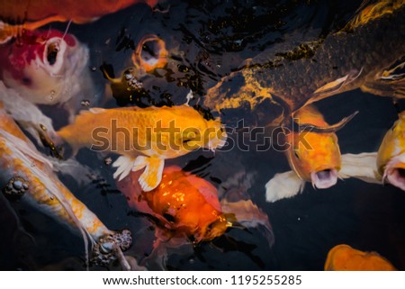 Fancy Carps Fish or Koi Swim in Pond, Movement of Swimming 