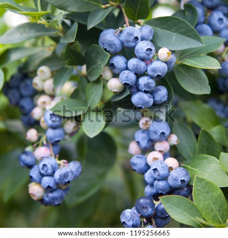 Blueberries - delicious, healthy berry fruit. Vaccinium corymbosum, high huckleberry bush.  Blue ripe fruit on the healthy green plant. Food plantation - blueberry field, orchard.
 Royalty-Free Stock Photo #1195256665
