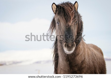 Brown Icelandic horse in the snow, Iceland Royalty-Free Stock Photo #1195273696