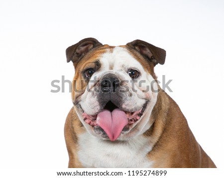 Bulldog portrait. Image taken in a studio with white background.
