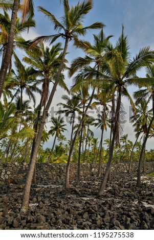 Palm trees arising out of lava rocks on a Hawaiian beach with blue Hawaiian sky