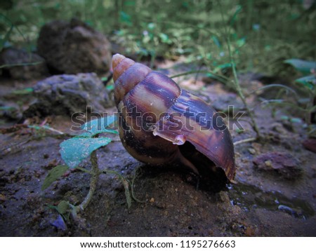 it is a Snail picture