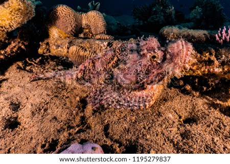 Scorpion fish On the seabed  in the Red Sea - photographed by Avner Efrati

