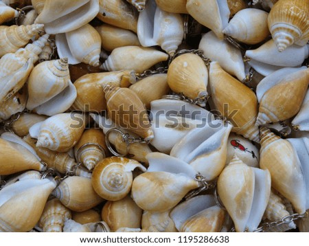 key chains made of clam shells