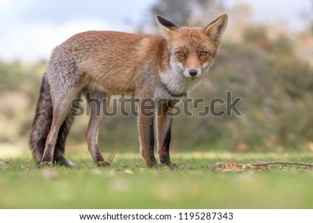 Red fox in the wild looks around for food