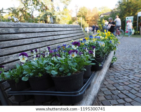 
Flower market. On the bench there are pots with pansies for sale.