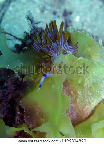 Pteraeolidia ianthina, a nudi branchia,nudibranch, sea slug.