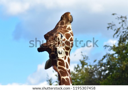 Close up portrait of a tall long neck african giraffe looking into the distance.