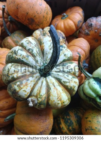 Seasonal Pumpkins and Gourd at a Farmer's Market