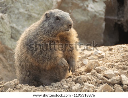 marmot sitting on a rock
