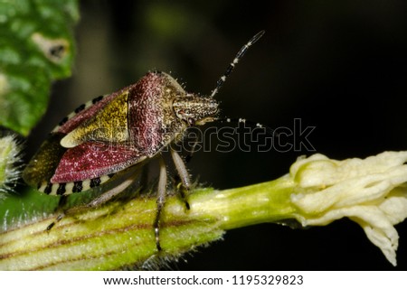 Colored bug over the flower of a plant