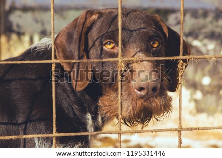 Sad dog behind the bars, Hunting dog with sad eyes
