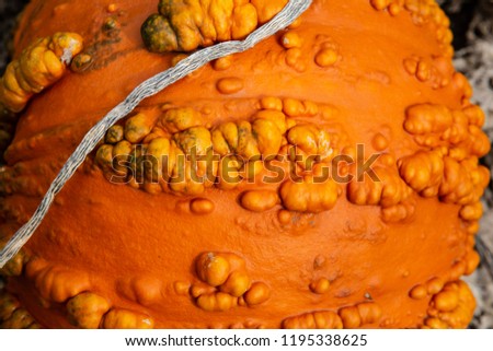 detail of pumpkin skin smooth, warty, multicolored.