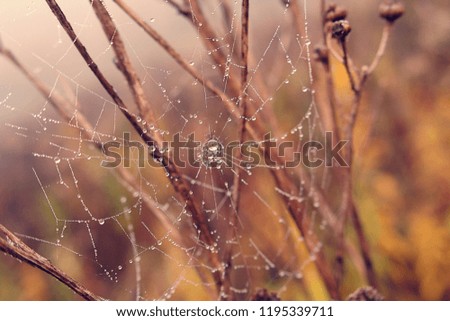 beautiful autumn spider web in the fog on a plant with droplets of water