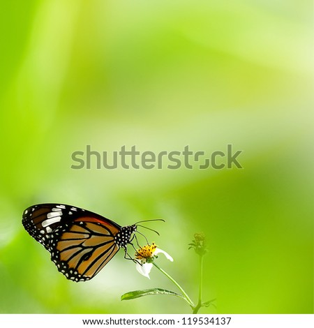 Brilliant swallowtail butterfly feeding on flowers