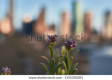 Lavender with Houston Skyline