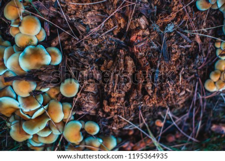 Close up picture of a mushroom found in a forest