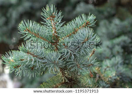 Fluffy branches of evergreen blue spruce with needles. New Year tree