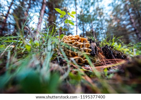 Close up picture of a mushrooms in a forest