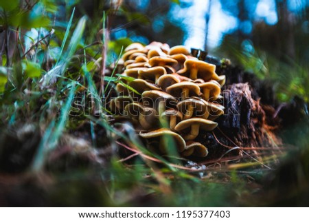 Close up picture of a mushrooms in a forest