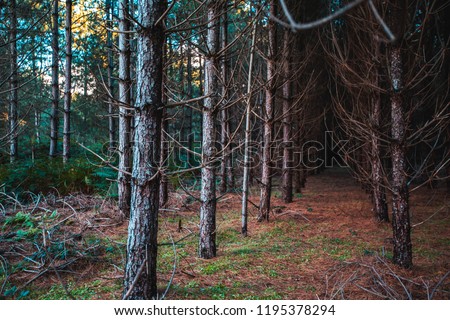 Picture of a forest path