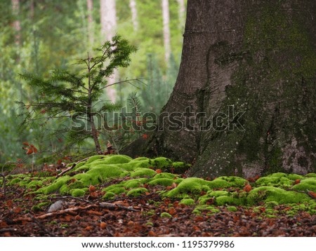 Young and old tree together with a lot of green moss in front of them, looking like a picture book