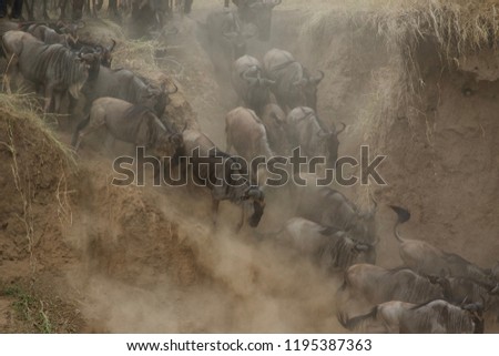 Great Migration Wildebeest Crossing