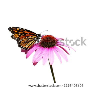 Orange and black monarch butterfly on a purple coneflower isolated on white background