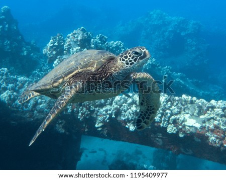 Sea Turtle Close Up Profile in Blue Ocean Over Reef and Pier