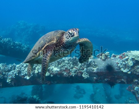 Face On Close Up Sea Turtle Underwater in Blue Ocean with Pier
