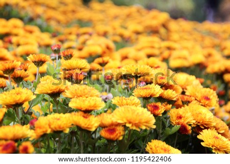 Yellow flowers in a close up