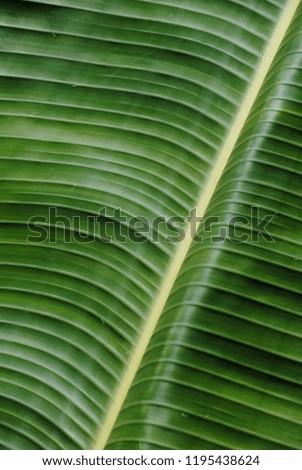 Closeup of of palm leaf for background and texture detailed