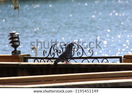 Perspective photography of pigeon bird on black metal fence railing on wood bridge over reflecting blue water.
