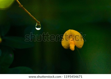 Water drops and yellow flowers. Use the overlay picture effect.