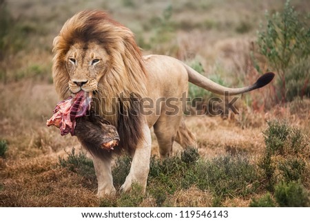 The lion is walking with a big piece of meat. Royalty-Free Stock Photo #119546143