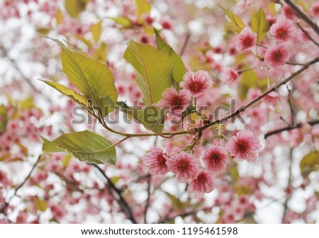 Floral spring background, Flower King Tiger-sakura , Paya serkrong, Thailand.  Choose soft focus, Pink beautiful flower, green leaf. 